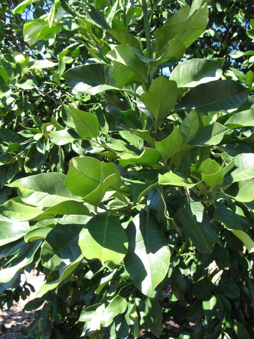              Sun leaves (Winter Haven, FL)       